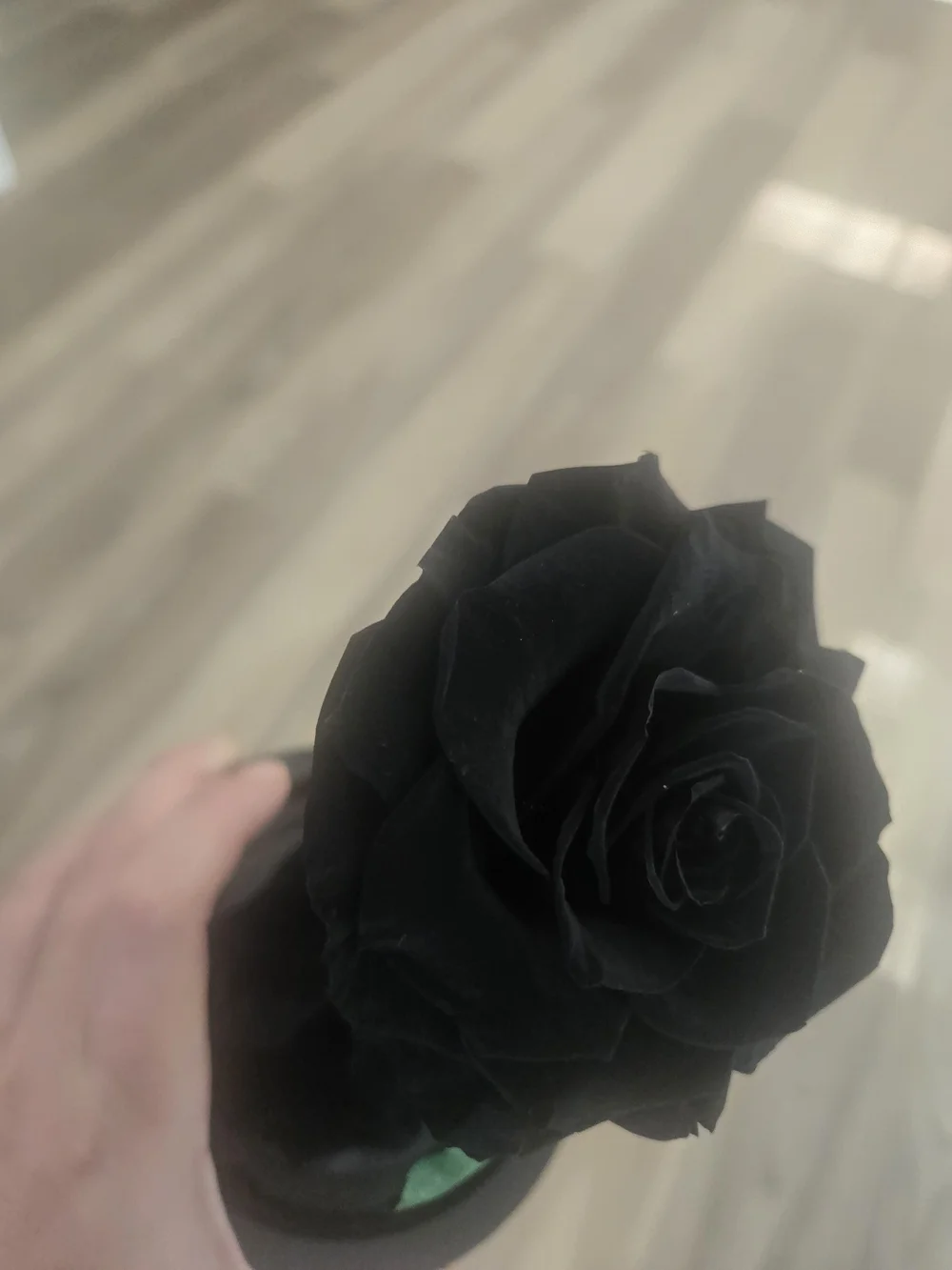 Black Preserved Rose in Decorative Dome - Home Accents